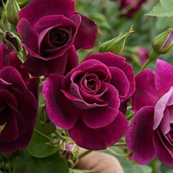 Burgundy roses