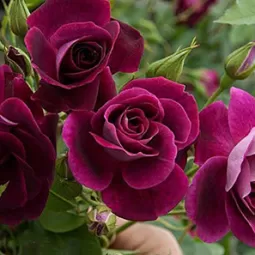 Burgundy roses