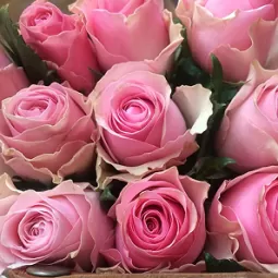 Celeb roses