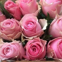 Celeb roses