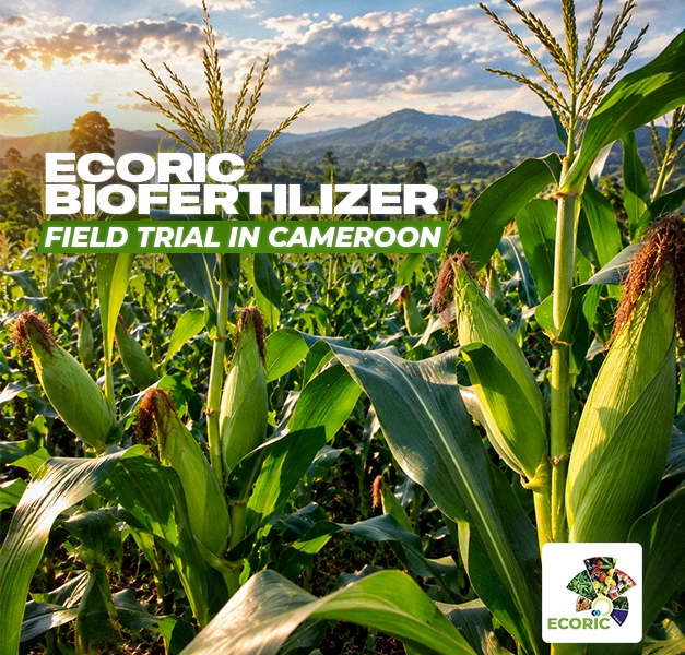 ECORIC Biofertilizer Trial in Cameroon: Higher Maize Productivity with Less Nitrogen