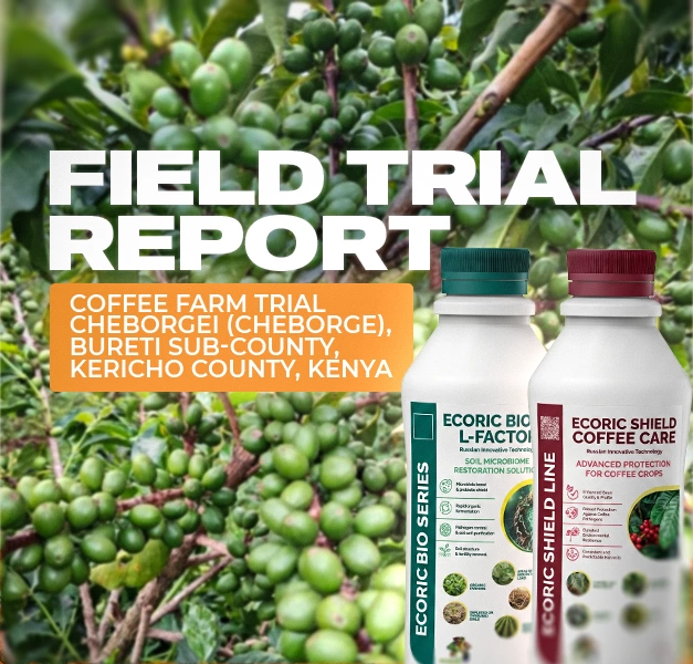 EcoRic Coffee Trial in Kericho: Results After 3 Applications
