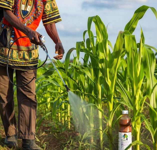 EcoRic Field Trial Report: Initial Results at Mr. Kimathi's Farm, Meru County