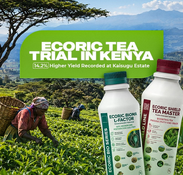 EcoRic Tea Trial in Kenya: 14.2% Higher Yield Recorded at Kaisugu Estate