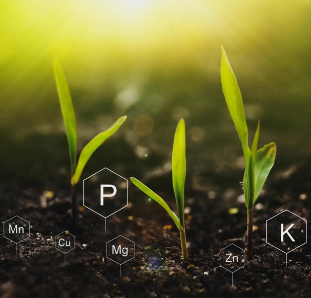 EcoRic biofertilizers and biofungicides as an alternative to chemical fertilizers and crop protection products for export-oriented agriculture in Africa