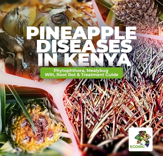 Pineapple Diseases in Kenya: Phytophthora, Mealybug Wilt, Root Rot & Treatment Guide