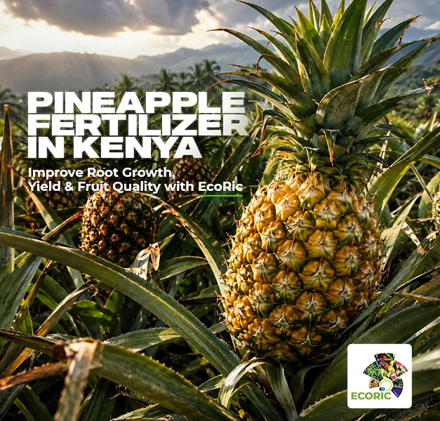 Pineapple Fertilizer in Kenya: Improve Root Growth, Yield & Fruit Quality with EcoRic