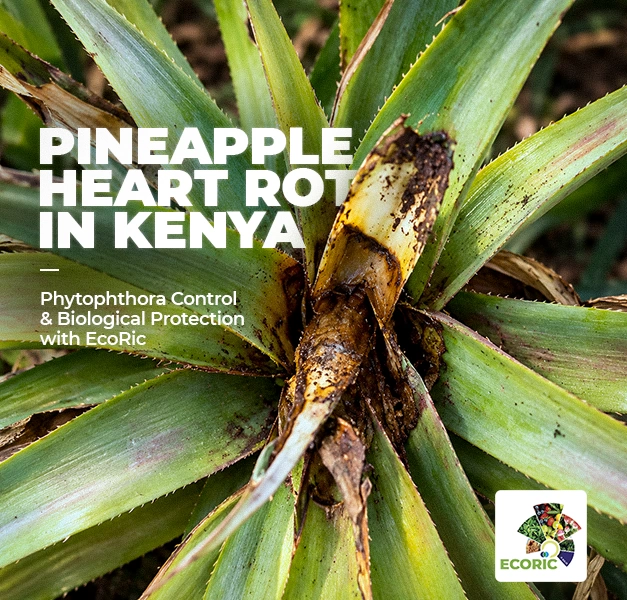 Pineapple Heart Rot in Kenya: Phytophthora Control & Biological Protection with EcoRic