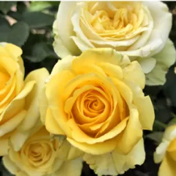 Royal Sphinx roses