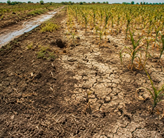 Dry agricultural soil affected by drought and poor soil health