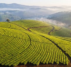 Commercial Crops