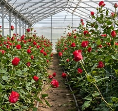 Floriculture