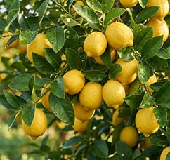 Orchards