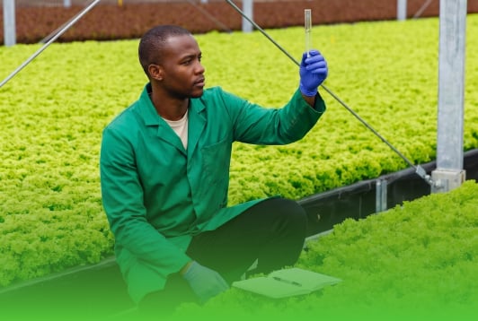 Agronomist monitoring healthy crop growth using EcoRic plant nutrition solutions