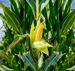 Cereal Crops