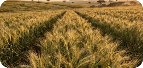 Field