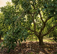 Tree Crops