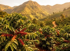Healthy coffee plantation treated with EcoRic biological crop protection solutions