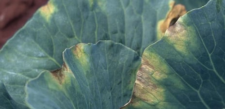 Black Rot (Xanthomonas)