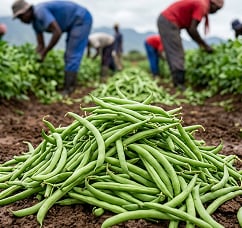 Legumes