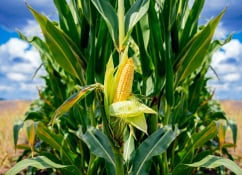 Healthy maize crops grown with EcoRic biological farming technology