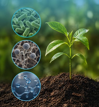 Healthy crops protected with EcoRic Protect Series biological solutions