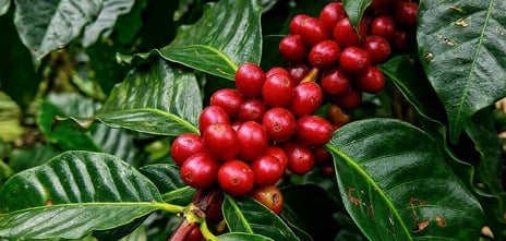 Coffee Beans