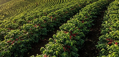 Companion Crops