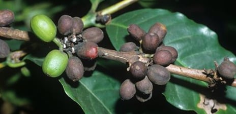Control of Coffee Berry Disease (CBD)