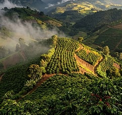 Coffee plantations