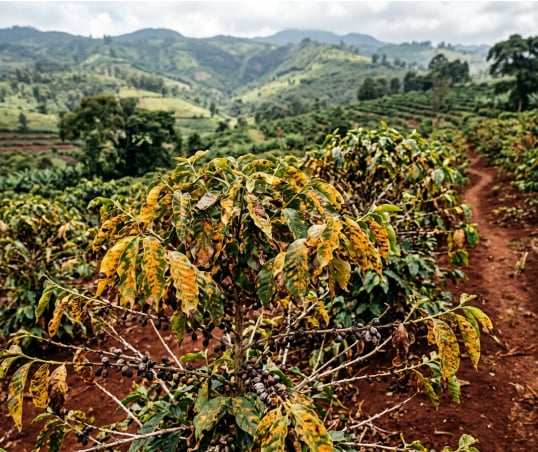 Diseased coffee plant requiring EcoRic biological crop protection