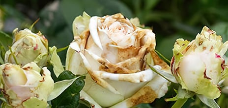 White Roses