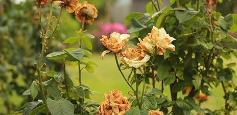 White Roses