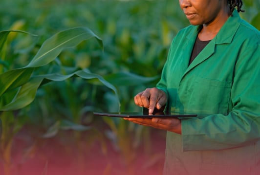 Agronomist inspecting maize field in sustainable farming system