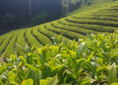 Plantations (tea, coffee)