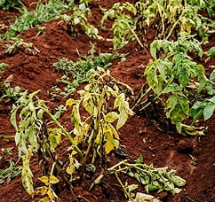 Areas with soil-borne diseases