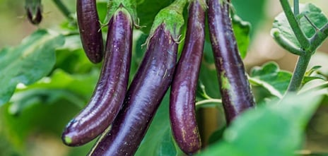 Companion Crops