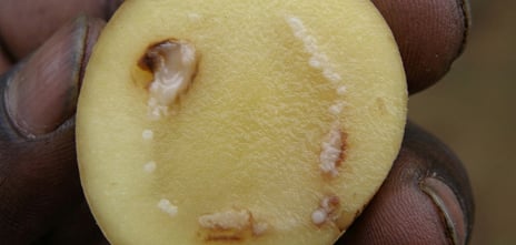 Potato with bacteria