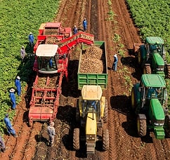 Intensive potato production