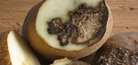 Protection Against Brown Rot