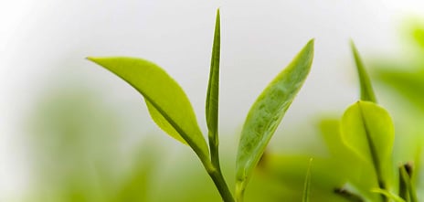 Stimulation of Vegetative Flush Growth