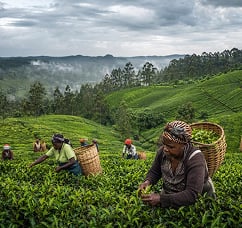 Tea plantations