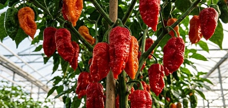 Sweet and Hot Peppers