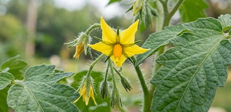 Flowering and Fruit Set