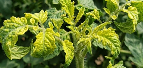 Tomato Yellow Leaf Curl Virus (TYLCV)