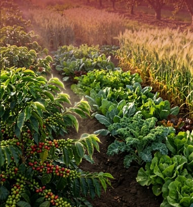Healthy intercropped coffee, cabbage, and maize fields supported by EcoRic biological solutions